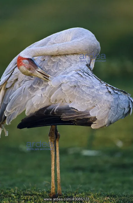 : Brolga, an Australian Crane (Grus rubicundus) preening itself : Brolga, an Australian Crane (Grus rubicundus) preening itself