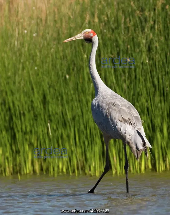 : Brolga Crane : Brolga Crane