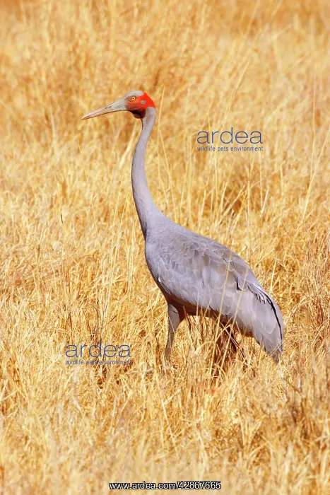 : Brolga Crane - adult Brolga in dried-up grassland foraging : Brolga Crane - adult Brolga in dried-up grassland foraging
