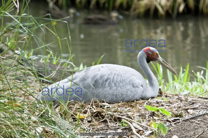 : Brolga crane incubating : Brolga crane incubating