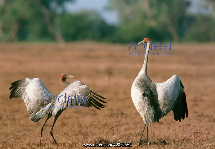 : Brolga CRANE - pair in courtship dance, wings outstretched : Brolga CRANE - pair in courtship dance, wings outstretched