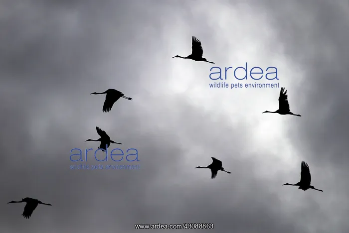 : Brolga Cranes : Brolga Cranes