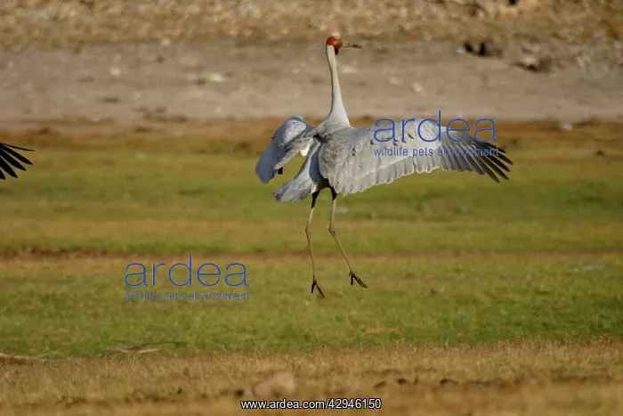 : Brolga - Dancing, wings outstretched : Brolga - Dancing, wings outstretched