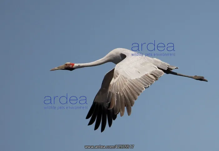  : Brolga in flight