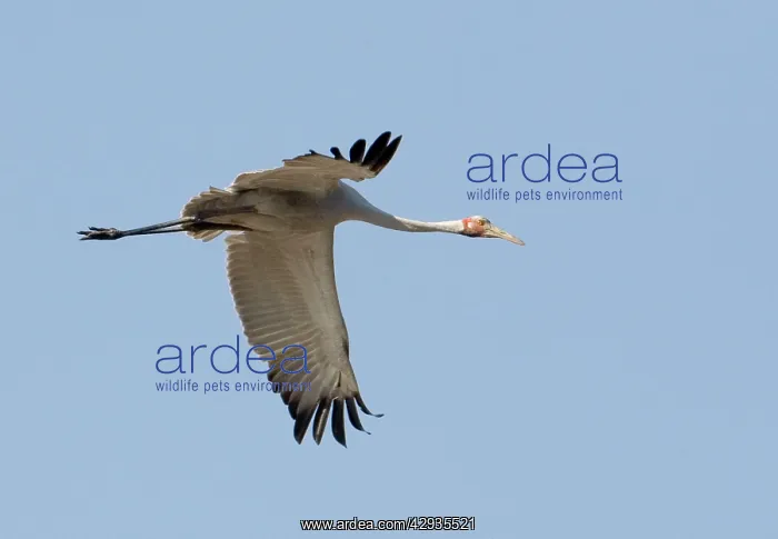 : Brolga in flight : Brolga in flight