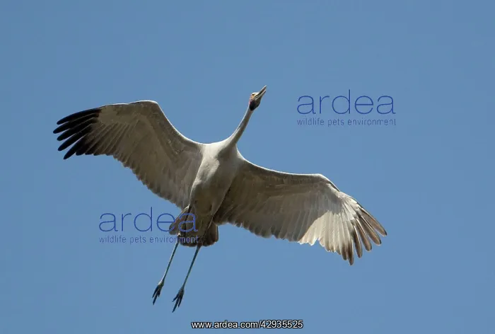  : Brolga in flight