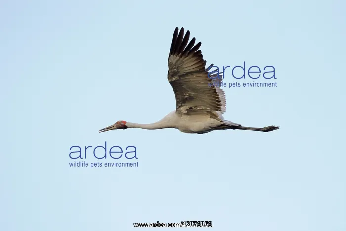 : Brolga - in flight - official bird emblem of the : Brolga - in flight - official bird emblem of the