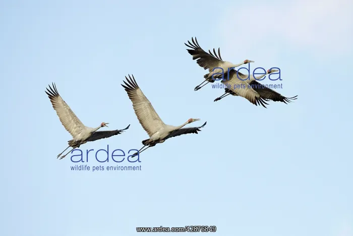 : Brolga - flock in flight - official bird emblem : Brolga - flock in flight - official bird emblem