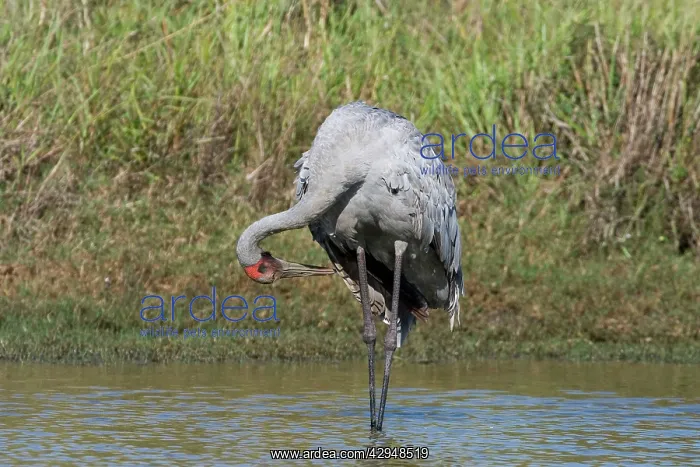 : Brolga preening : Brolga preening