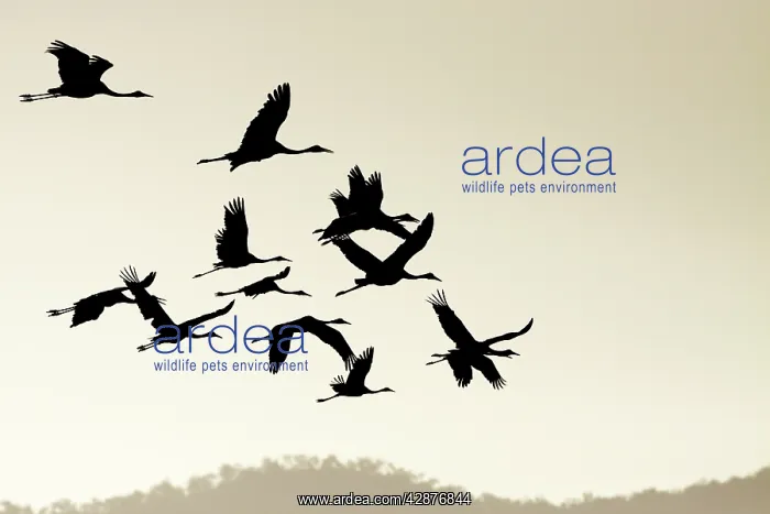 : Brolga - silhouette of flock in flight - official : Brolga - silhouette of flock in flight - official