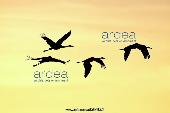 : Brolga - silhouette of flock in flight - official : Brolga - silhouette of flock in flight - official