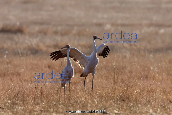 : Brolga - with wings spread open - official bird : Brolga - with wings spread open - official bird