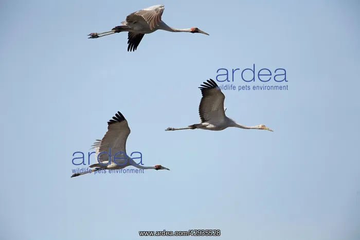 : Brolgas in flight : Brolgas in flight