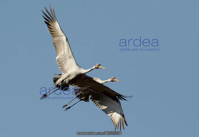 : Brolgas in flight : Brolgas in flight