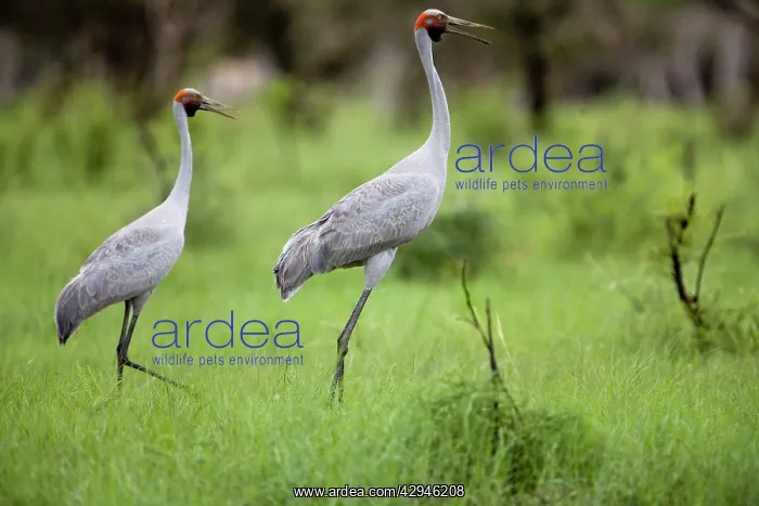: Brolgas - this male was stretched up tall emphasising : Brolgas - this male was stretched up tall emphasising