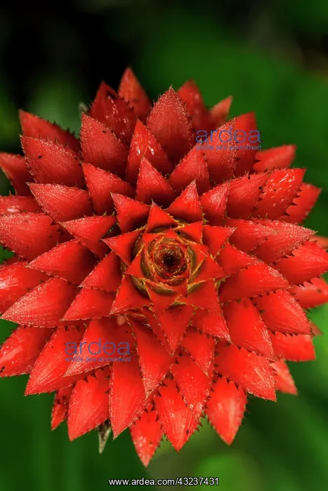 : Bromeliaceae, flower, Cueva de los Guacharos National : Bromeliaceae, flower, Cueva de los Guacharos National