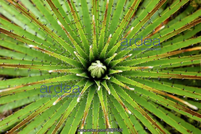 : Bromeliad (Puya sp. ). Purace National Park, Departamento Cauca, Colombia : Bromeliad (Puya sp. ). Purace National Park, Departamento Cauca, Colombia