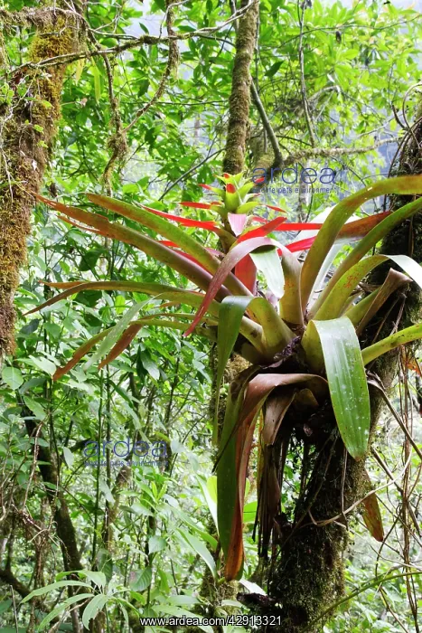 : Bromeliad. San Isidro Rainforest - Venezuela : Bromeliad. San Isidro Rainforest - Venezuela