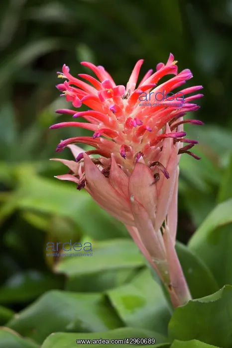 : Bromeliad (Billbergia pyramidalis). Botanical Gardens, Tenerife : Bromeliad (Billbergia pyramidalis). Botanical Gardens, Tenerife
