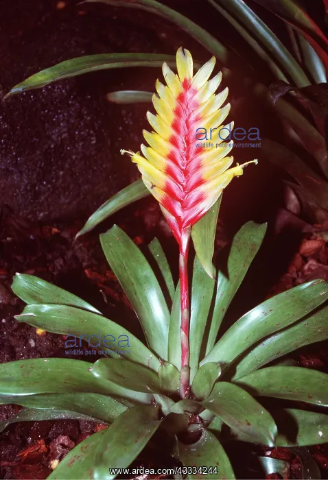: BROMELIAD : BROMELIAD