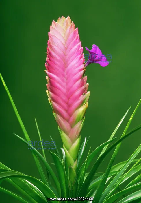 : BROMELIAD - close-up of flower : BROMELIAD - close-up of flower