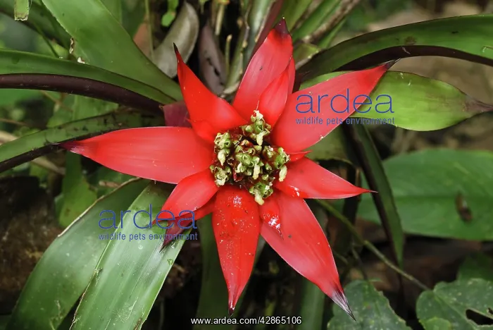 : Bromeliad Flower : Bromeliad Flower