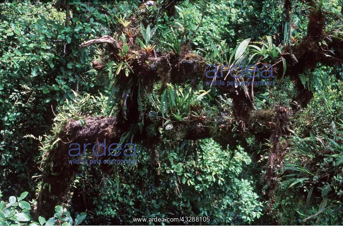 : BROMELIAD - flowering : BROMELIAD - flowering