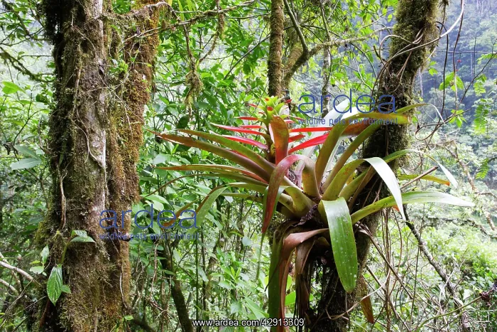 : Bromeliad with hummingbird : Bromeliad with hummingbird