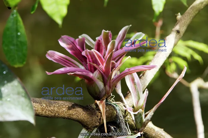 : Bromeliad - in park : Bromeliad - in park