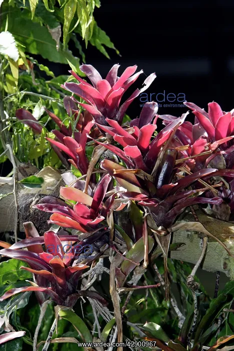: Bromeliad - in park : Bromeliad - in park