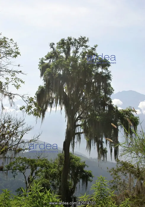 : Bromeliad - Spanish Moss / Vegetable Horsehair on tree : Bromeliad - Spanish Moss / Vegetable Horsehair on tree