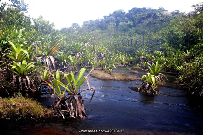 : bromeliad species - growing in water : bromeliad species - growing in water