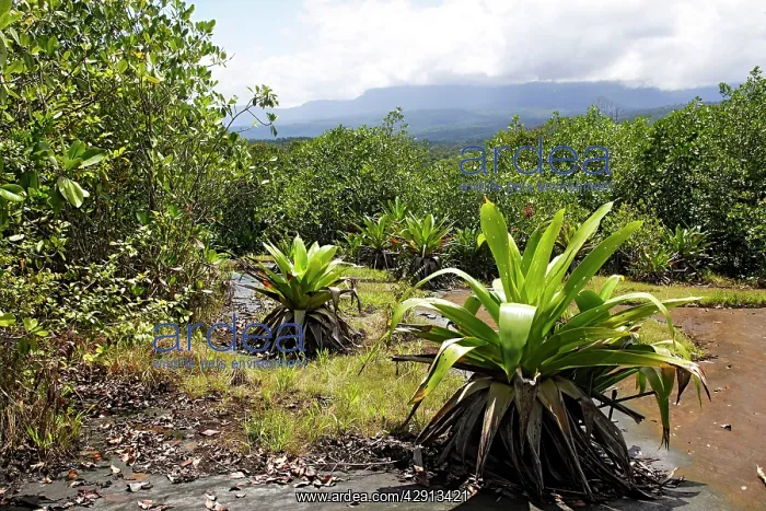 : Bromeliad species. Venezuela : Bromeliad species. Venezuela