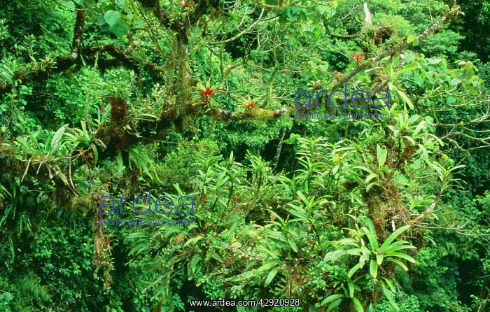 : BROMELIADS - Flowering high in the forest canopy : BROMELIADS - Flowering high in the forest canopy