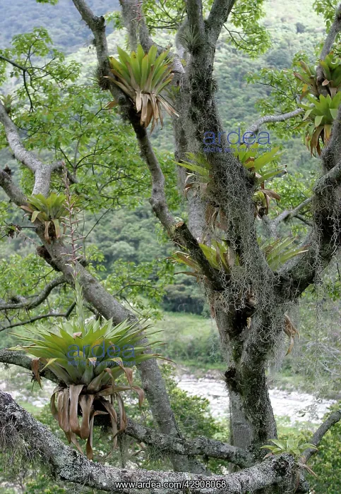 : Bromeliads - Tillandsia fendleri and osneides (looks : Bromeliads - Tillandsia fendleri and osneides (looks