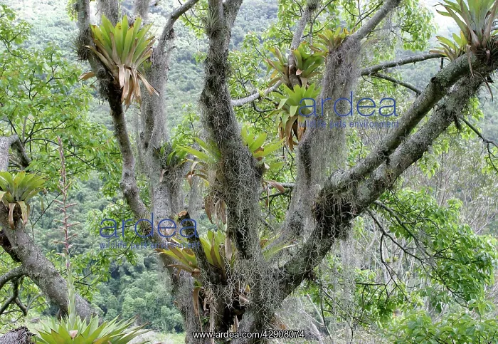 : Bromeliads - Tillandsia fendleri and osneides (looks : Bromeliads - Tillandsia fendleri and osneides (looks