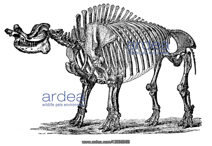  : Brontops, Cenozoic Mammal