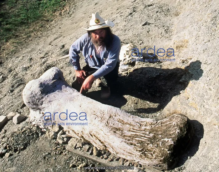 : BRONTOSAUR - femur fossil : BRONTOSAUR - femur fossil