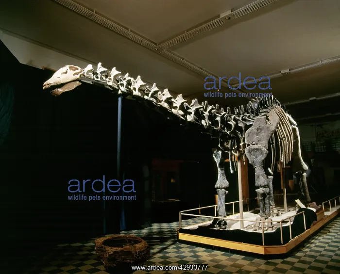 : BRONTOSAURUS - Jurassic : BRONTOSAURUS - Jurassic