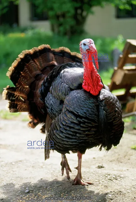 : Bronze Coloured Domestic Turkey : Bronze Coloured Domestic Turkey