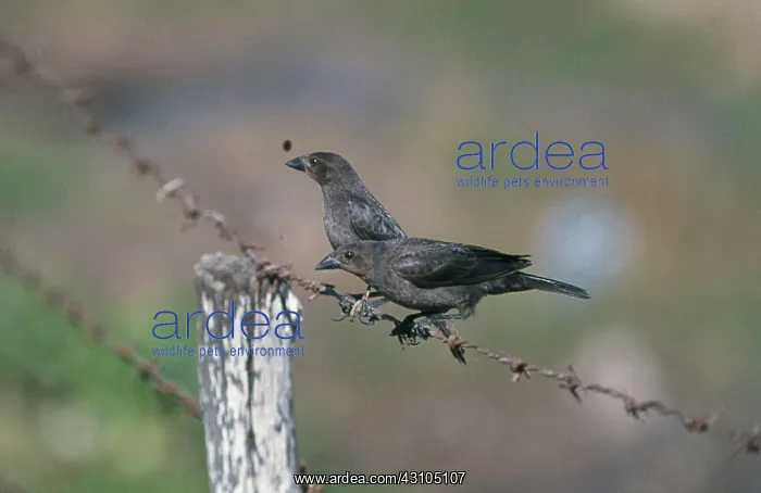 : Bronze Cowbirds : Bronze Cowbirds