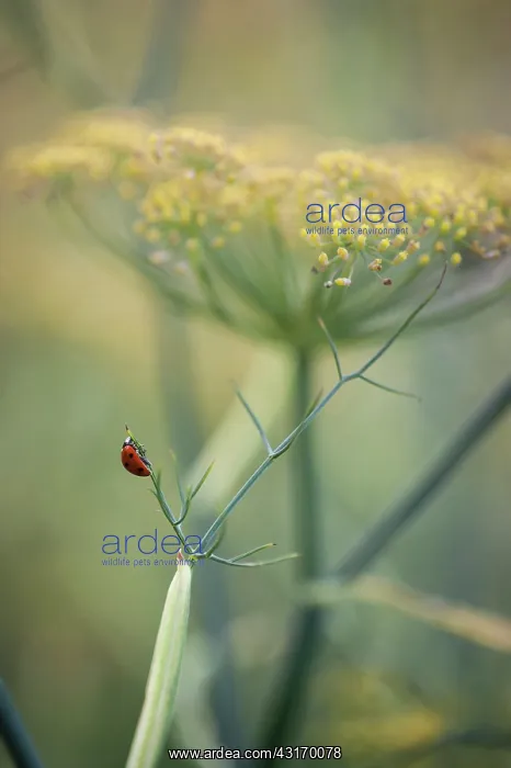 : Bronze fennel, Foeniculum vulgare Purpureum, mustard yello : Bronze fennel, Foeniculum vulgare Purpureum, mustard yello
