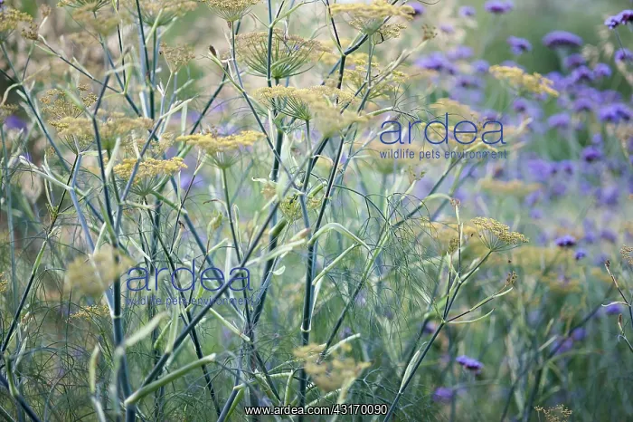 : Bronze fennel, Foeniculum vulgare Purpureum, mustard yello : Bronze fennel, Foeniculum vulgare Purpureum, mustard yello