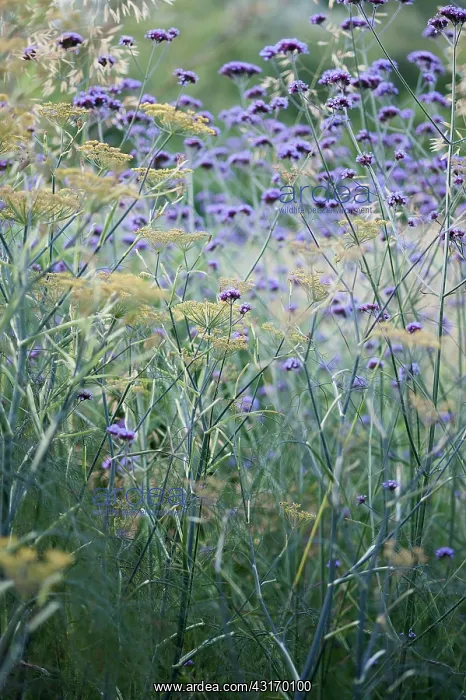 : Bronze fennel, Foeniculum vulgare Purpureum, mustard yello : Bronze fennel, Foeniculum vulgare Purpureum, mustard yello
