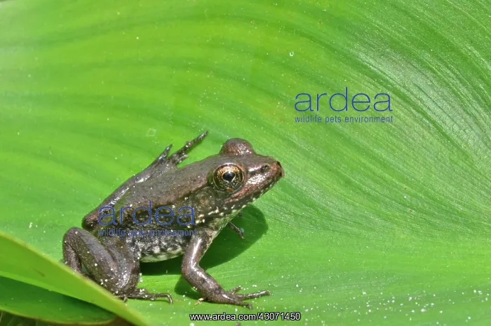 : Bronze Frog : Bronze Frog