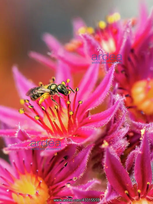 : Bronze Furrow Bee (Halictus tumulorum), Devon, England : Bronze Furrow Bee (Halictus tumulorum), Devon, England