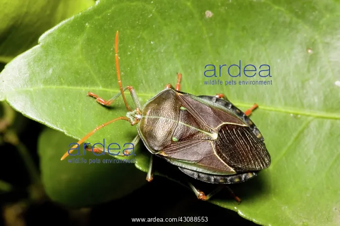 : Bronze orange stink bug : Bronze orange stink bug