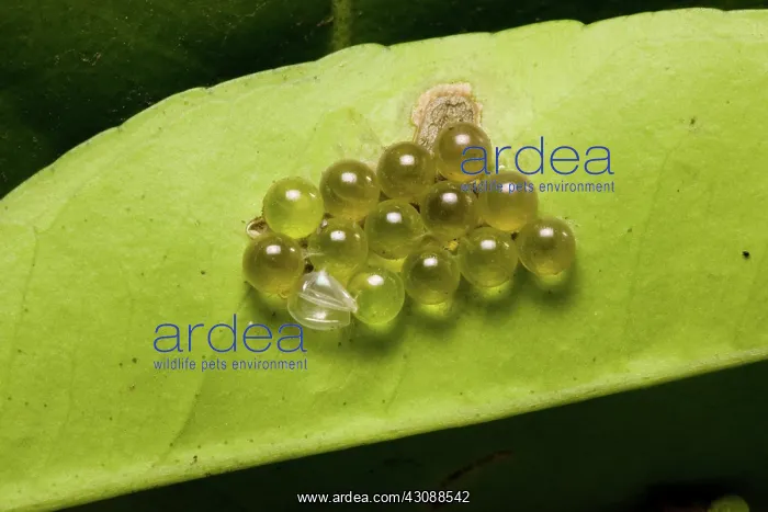 : Bronze orange stink bug eggs : Bronze orange stink bug eggs