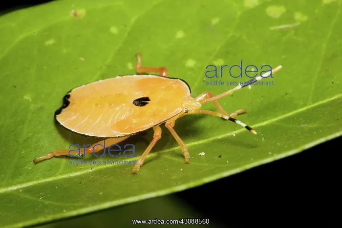  : Bronze orange stink bug instar