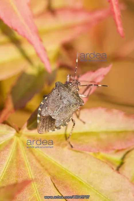 : Bronze Shieldbug on Acer leaves - Norfolk UK : Bronze Shieldbug on Acer leaves - Norfolk UK